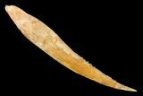 Fossil Shark (Hybodus) Dorsal Spine - Morocco #145372-1